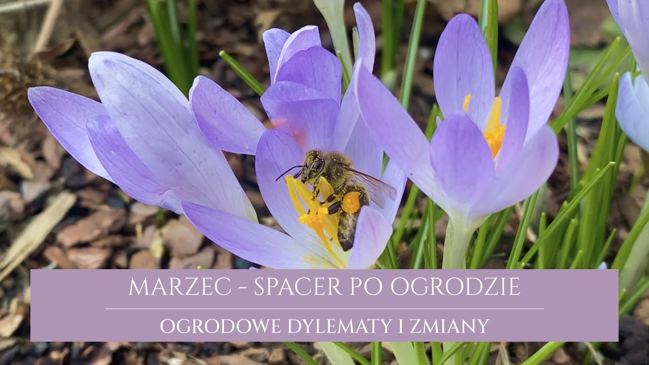 Marcowy spacer po ogrodzie | pierwsze kwiaty cebulowe | przegląd siewek