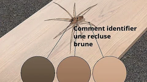 Comment reconnaître la recluse brune