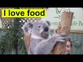 Koala eating  coala comendo eucalipto