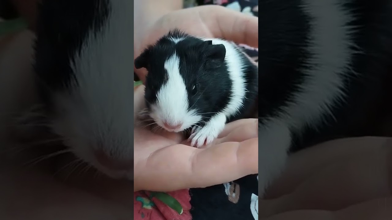 Cute baby guinea pig - YouTube