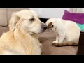 Kitten Demands Petting from Golden Retriever!