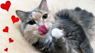 Наши Смешные Кошки и дети Приколы с котами и кошками 2018 Наши Смешные Кошки и дети Приколы с котами и кошками 2018