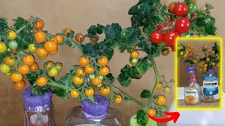 Growing Hydroponics Dwarf Tomatoes Using Recycled Plastic Bottles Kratky Method