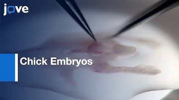 Dissociated Sensory Neurons Culturing from Chick Embryos | Protocol Preview