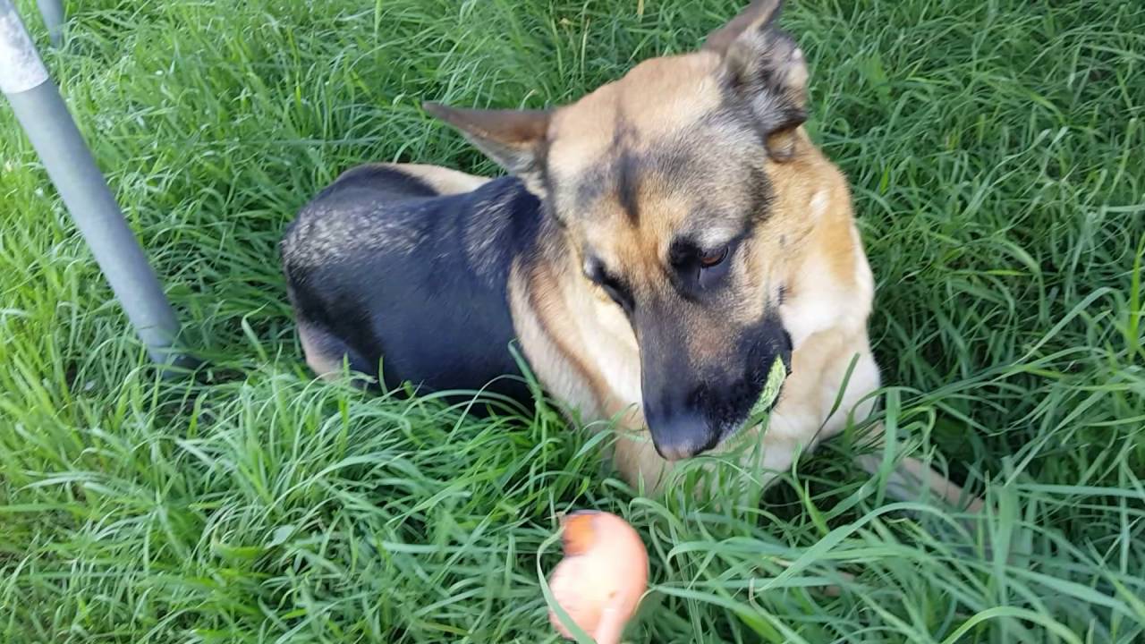 How to throw a ball for a dog YouTube