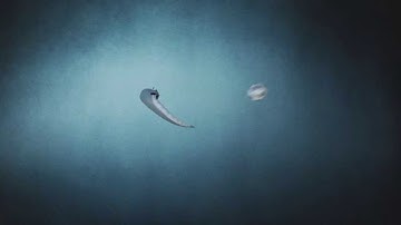 Anima Okul - Pendulum Animation