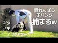 もぅやけくそ😂櫓から飛び降り飼育員さんに体当たりwおてんば子パンダ楓浜🍁