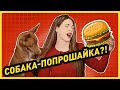 СОБАКА-ВАНДАЛ! 😱 КАК ОТУЧИТЬ СОБАКУ ПОПРОШАЙНИЧАТЬ?