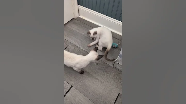 Video 11288221: chocolate point siamese