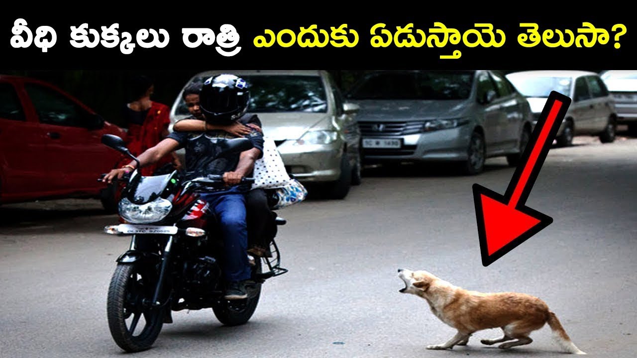 Why Do Street Dogs Cry At Night