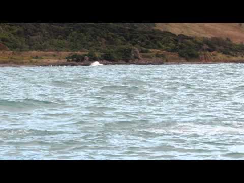 Vídeo: Los Esquiadores De Jet En Nueva Zelanda Persiguieron Una Manada De Delfines, Lo Que Provocó Indignación