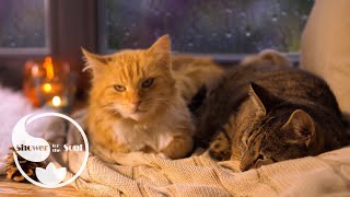 🌧 Звуки Дождя За Окном  И 🐱  Мурлыканье Кошки. Глубокий Сон