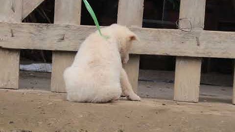 SIÊU PHẨM CHÓ MÔNG CỘC TRẮNG ĐỰC 50 NGÀY TUỔI (19/3/2019) - CHÓ BẢN MÔNG HOANG DÃ