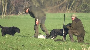 De barbaarse zwanenjacht in Nederland