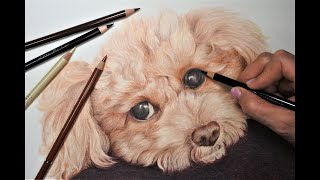 【色鉛筆で本物そっくりに　犬を描きました】犬の毛並み、瞳、色鉛筆なら細かい表現が出来る
