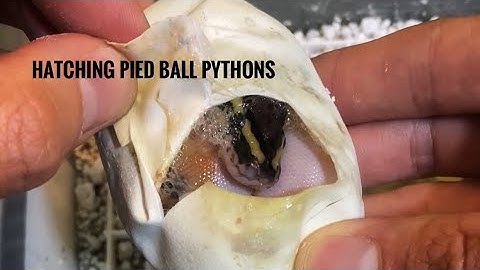 Hatching Pied Ball Pythons