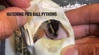 Hatching Pied Ball Pythons