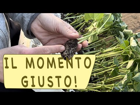 Video: Coltivare i fagiolini - Come piantare i fagiolini