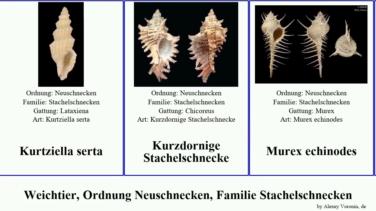 Weichtier, Ordnung Neuschnecken, Familie Stachelschnecken siphonochelus kurtziella serta mollusca