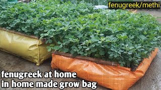 How To Grow Fenugreek At Home In Home Made Grow Bag | Fenugreek | Methi | Winter Vegetables