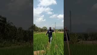 Mapay  galengan sawah manawi pependakan dulur? shrots