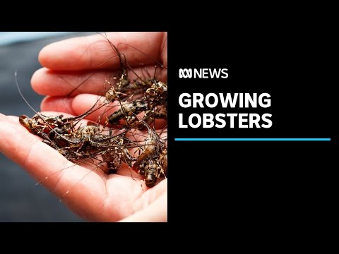 How To Grow Lobsters On Land The Pioneers Trying To Develop An On Shore Industry ABC News