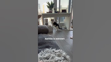 The difference between introverts and extroverts 😻❤️ #shorts