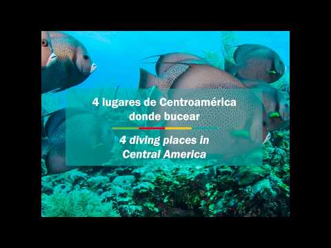 Video: Sitios de buceo en América Central