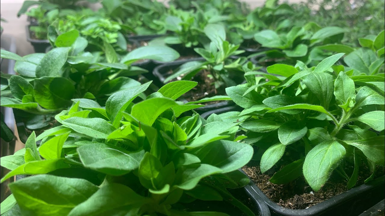 Бегония, вербена и петуния (посевушки и черенки)