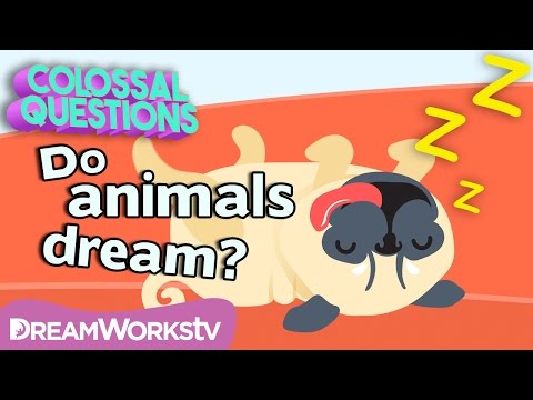 Video: „Do Animals Dream“- Dabartiniai Svajonių Apie Gyvūnus Tyrimai