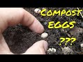 Compost pile skink eggs