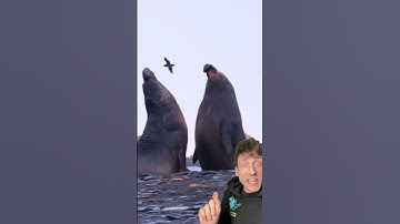 The Elephant Seal is literally built different