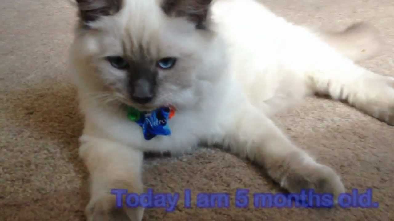 Nitro the Ragdoll Kitten - 5 months old - YouTube