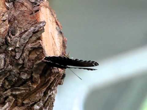 flies cable Two Red-spotted Purple Admiral Butterflies, Flies & a Wasp 7-23-10