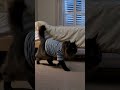 Afraid of the dark? #cat #funny # scarry #closet #night