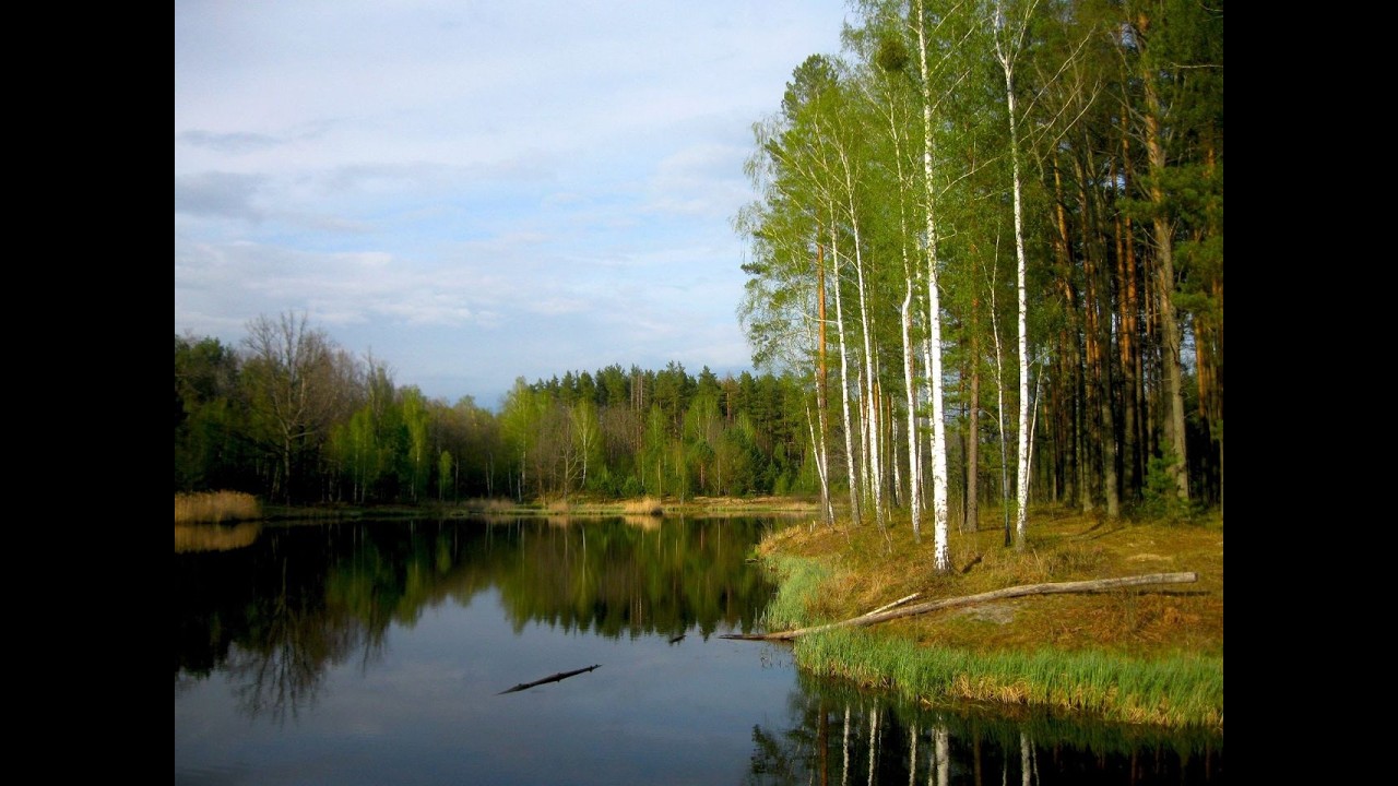 Лес из детства ст М Погореловой,музыка и вокал нейросети,мастеринг и монтаж В Зубковой