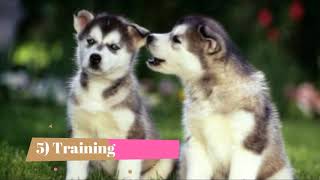 Pomsky   Top 10 Interesting Facts