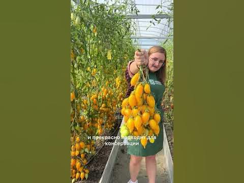 Самые урожайные томаты от Семена Алтая ️ - YouTube