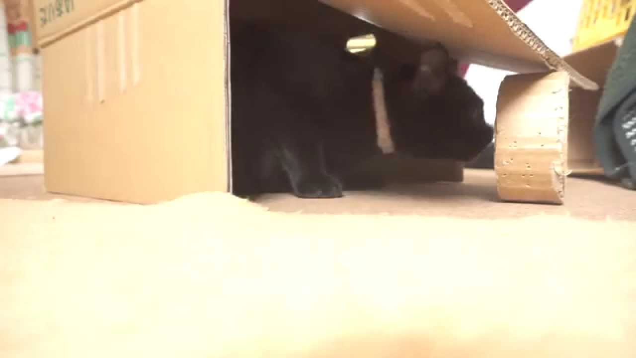 ダンボール製簡易ニャンコトラップ 黒猫捕獲完了 Youtube