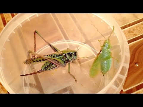 Серые кузнечики нападают на певчих. Katydid (wart-biter) hunts bush cricket (Tettigonia cantans).