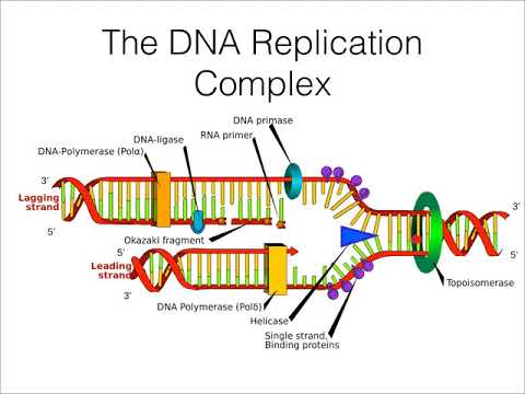 AP Biology Review: Unit 12 DNA to Protein - YouTube