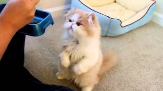 Кот япошка.Кот и большая рыба. Кот япошка.Кот и большая рыба.