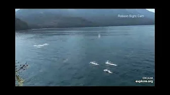 Dolphins on Robson Bight Cam - explore.org - OrcaLab