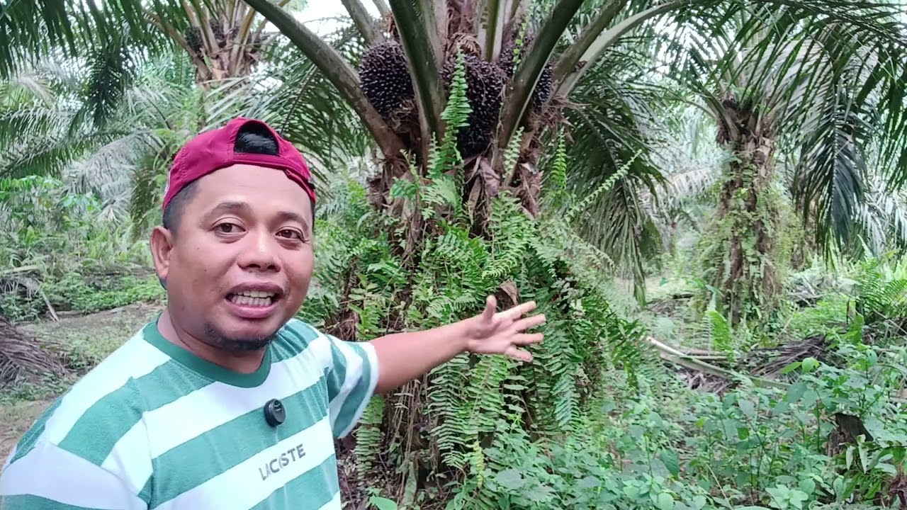 Penjelasan perawatan pemupukan kelapa sawit 