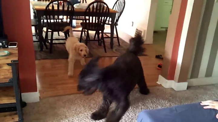 Goldendodle puppies playing part 1