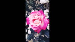 Dancing flowers and beautiful rose🌹😍 with slow motion. screenshot 5