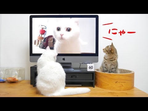 猫の集会中に自分の鳴き声が流れたらどんな反応をする?
