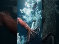 Giant Squid Attacks Pilot Whale | Pod Fights Back | Deep Ocean Ambush