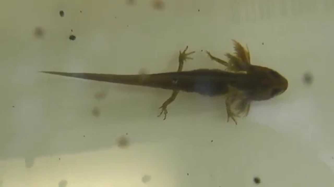 Baby Teichmolch Youtube