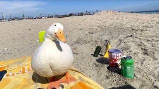 I took my duck to The Beach